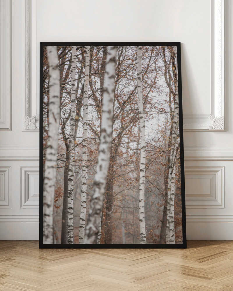 Birch Trees 6