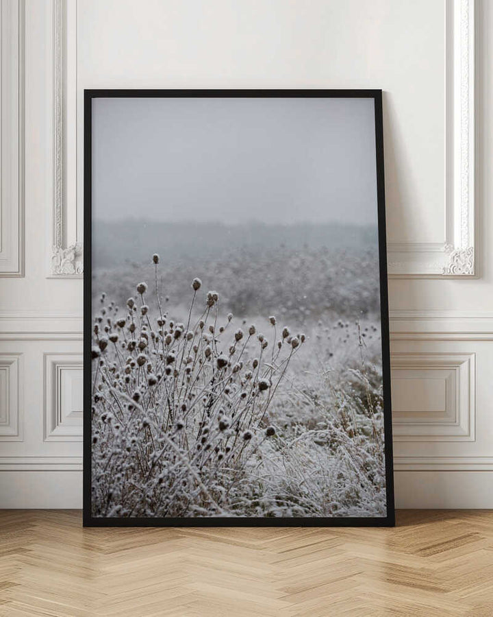Winter Field 4
