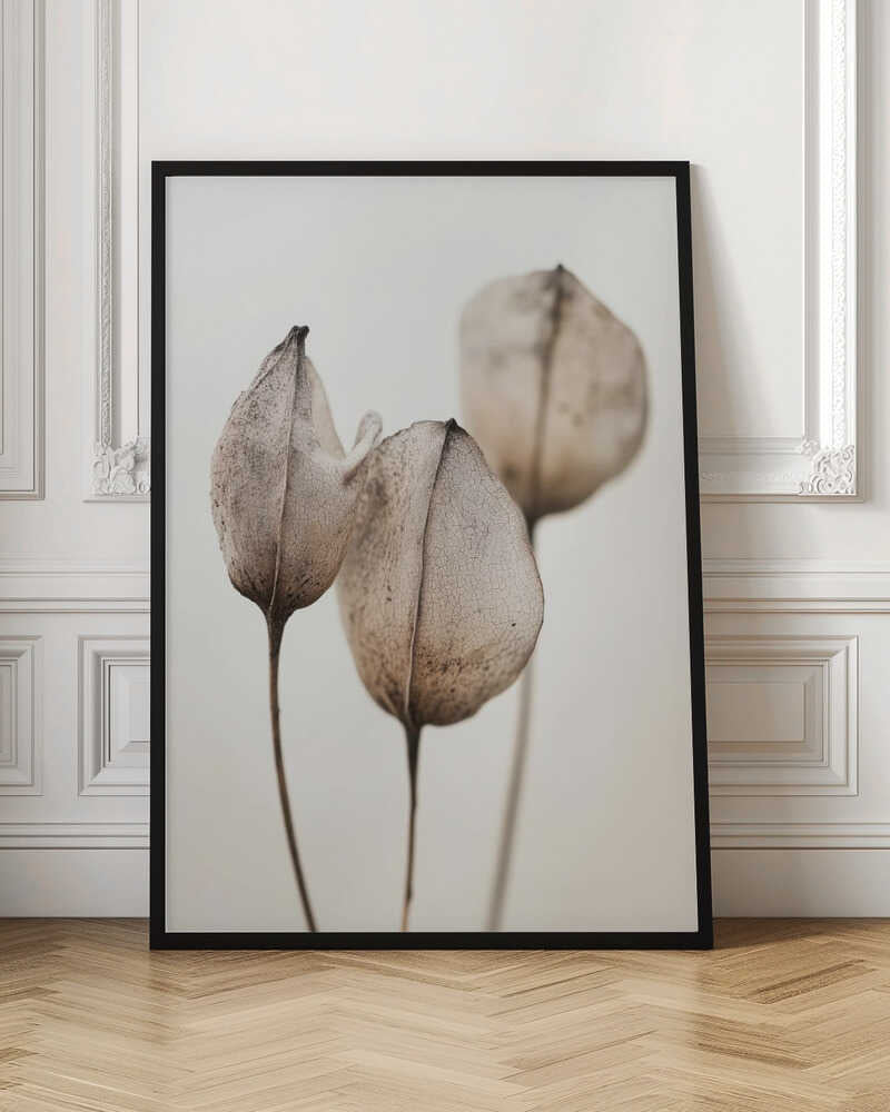 Faded Petal Trio