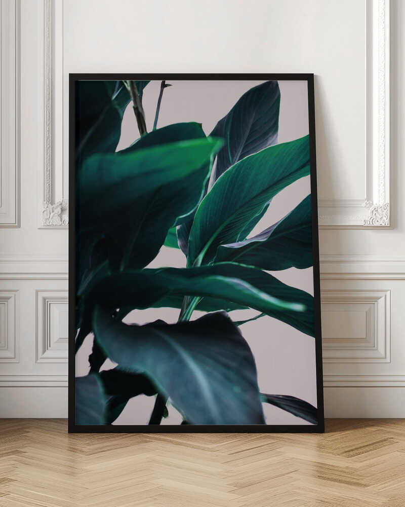 Elegance Of Tropical Leaves