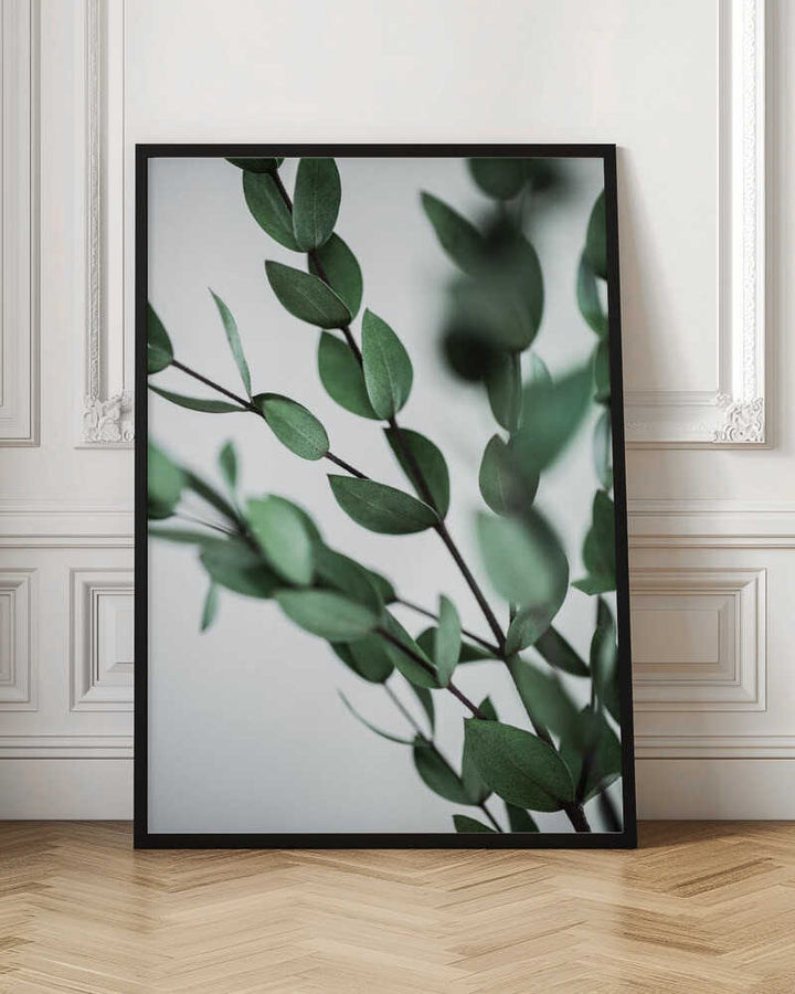 Green Eucalyptus Branches