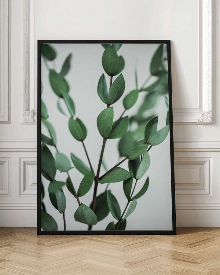 Eucalyptus Branches