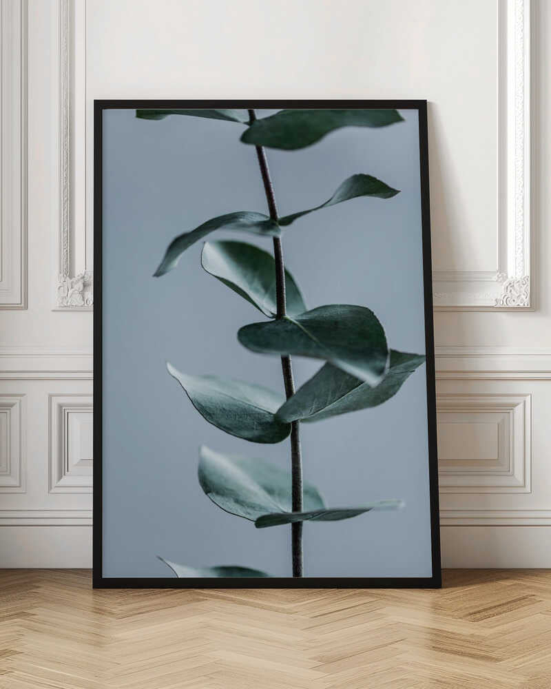 Eucalyptus Leaves