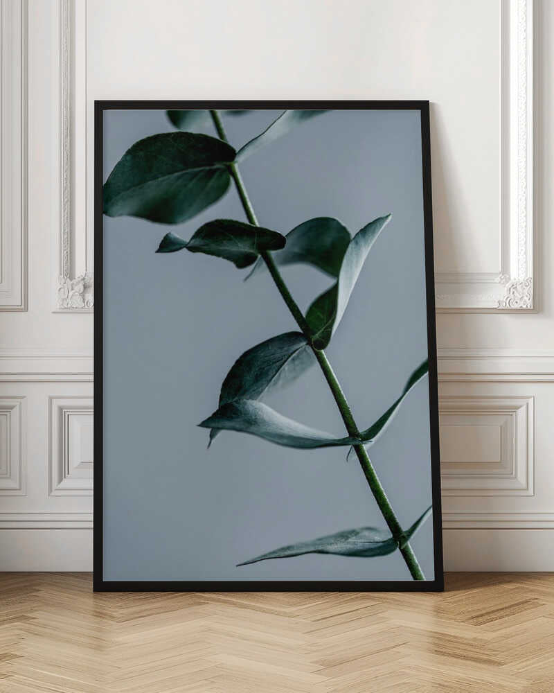 Eucalyptus Leaves