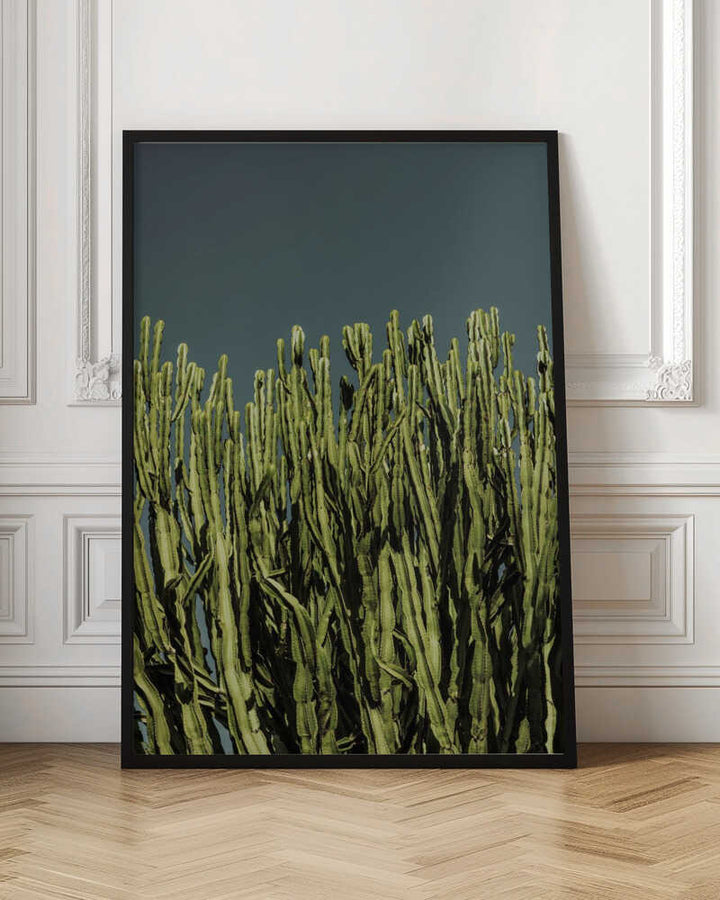 Cacti