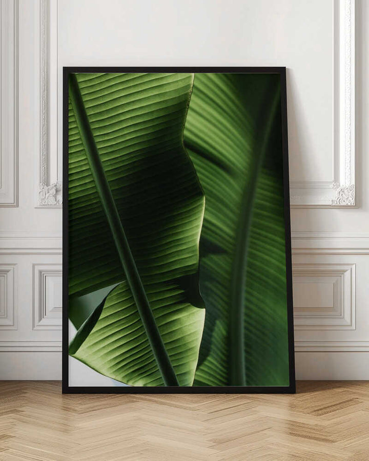 Sunlit Tropical Leaves