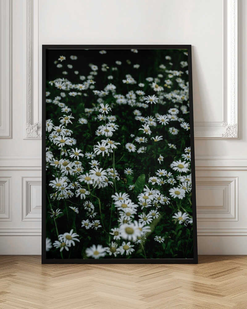White Daisy Field