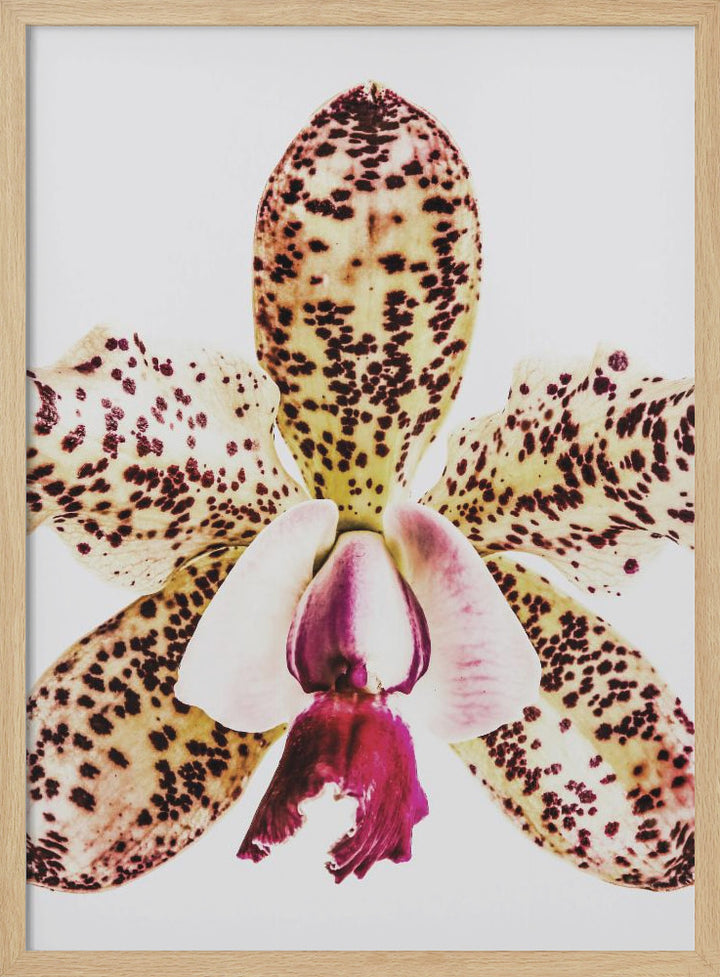 "Coral Orchid" Framed Textured Wall Art