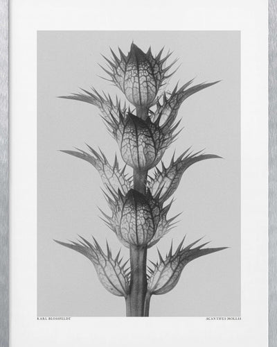 "Acanthus mollis" Framed Print Wall Art