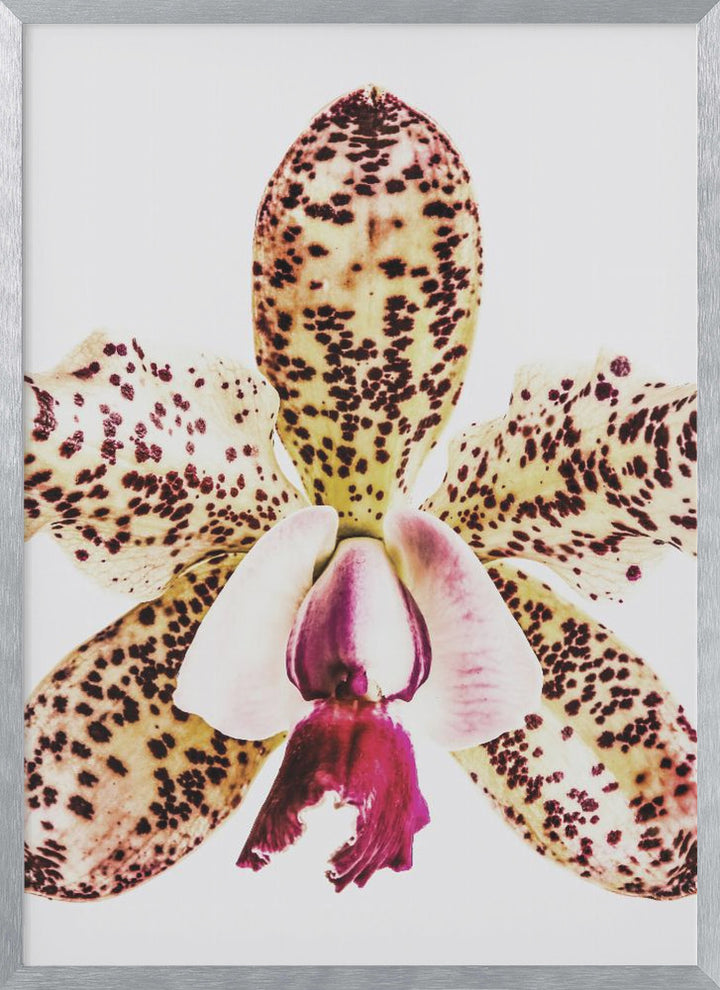 "Coral Orchid" Framed Textured Wall Art