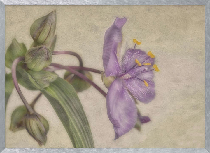 "Purple Flower" Framed Textured Wall Art