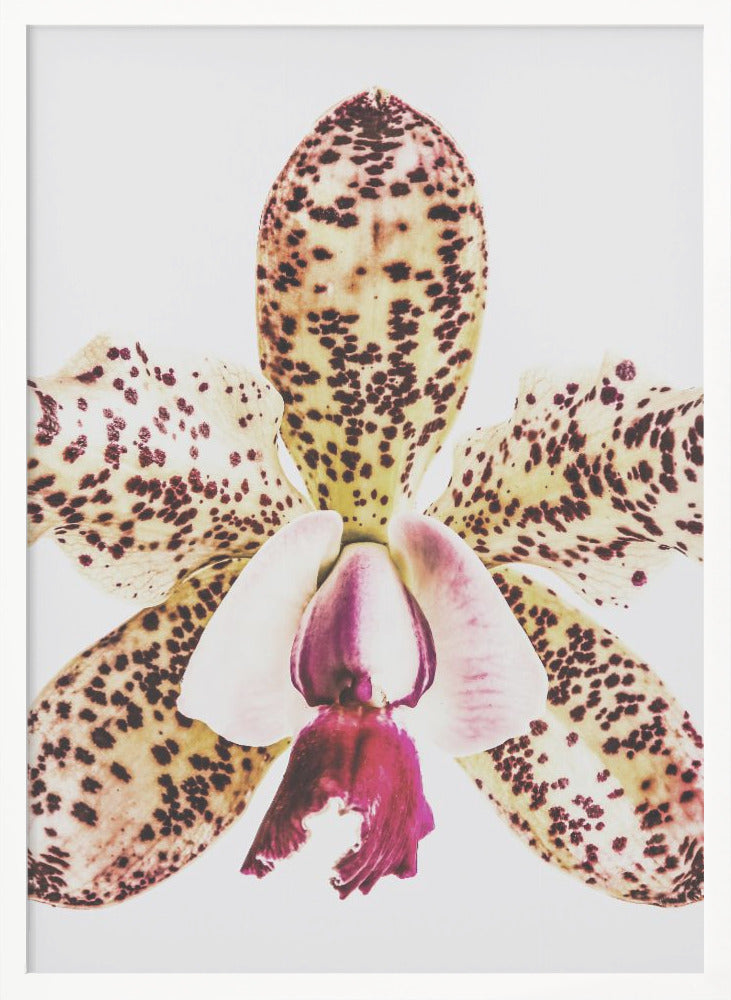 "Coral Orchid" Framed Textured Wall Art
