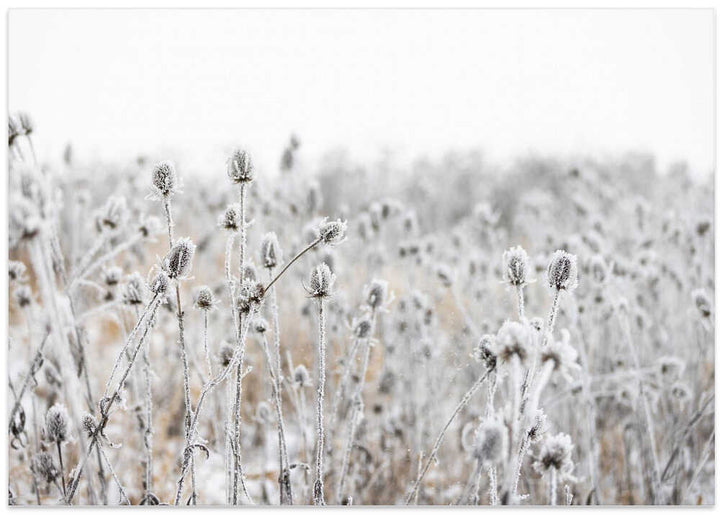 Winter Field 5