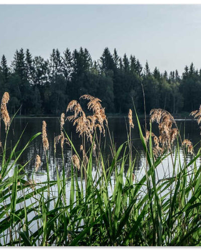 Peaceful Lake Reeds