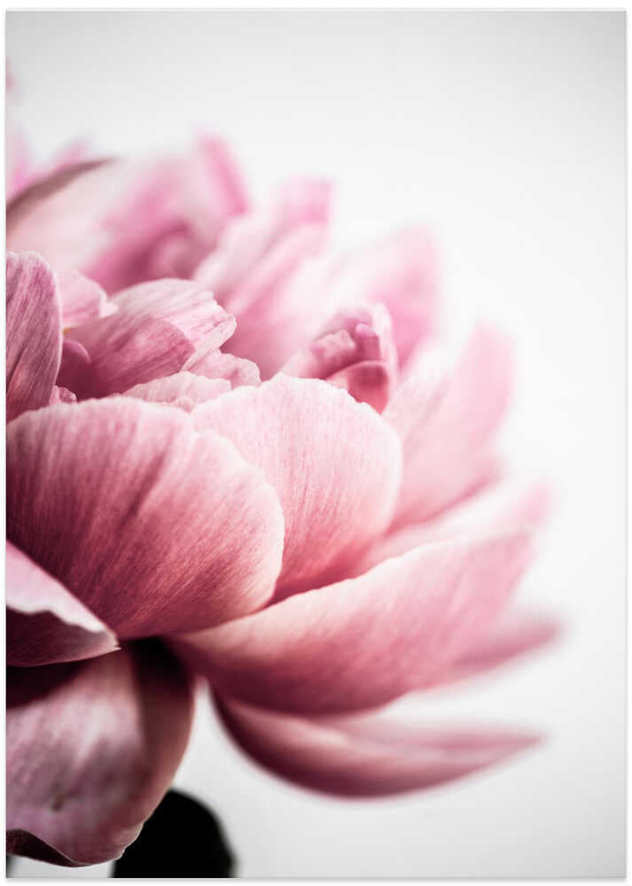 Peony 1