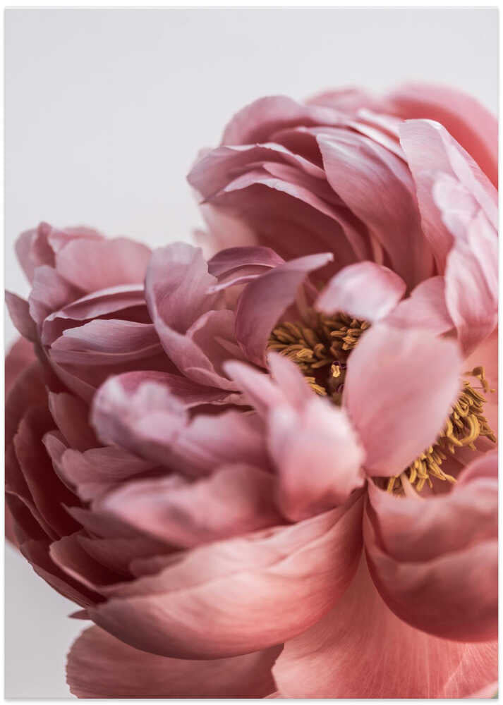 Peony