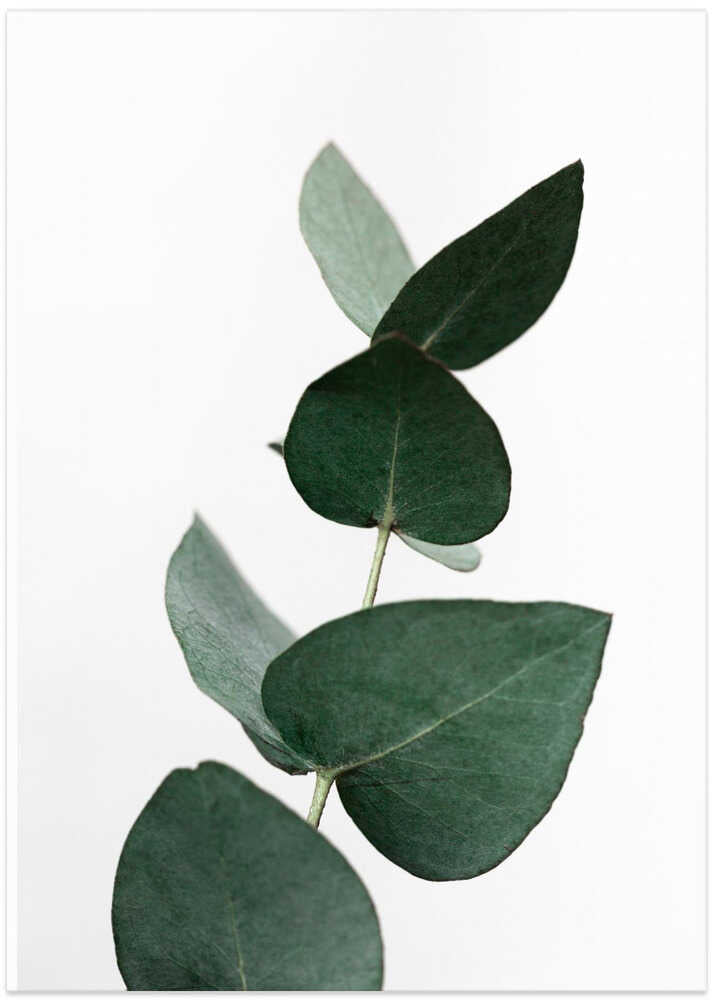 Eucalyptus 4 A1