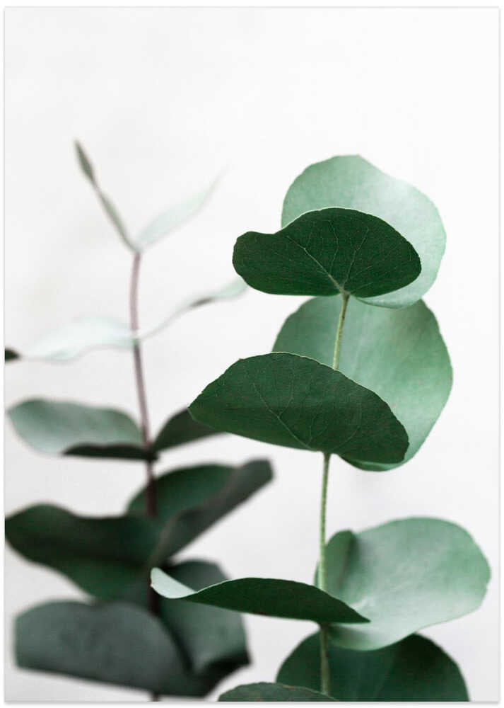 Eucalyptus 5 A1