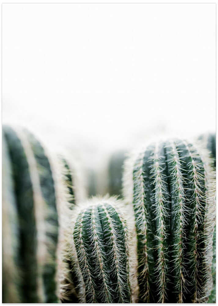Cactus 1