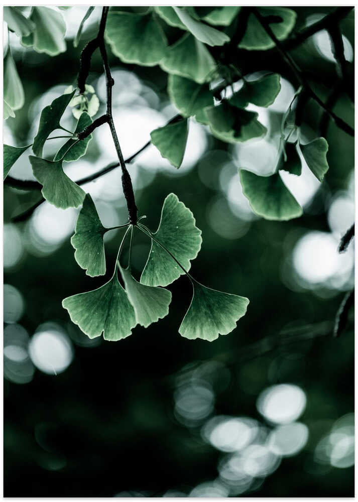 Ginko 1