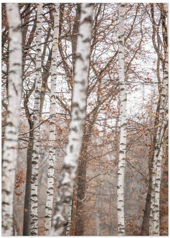 Birch Trees 6
