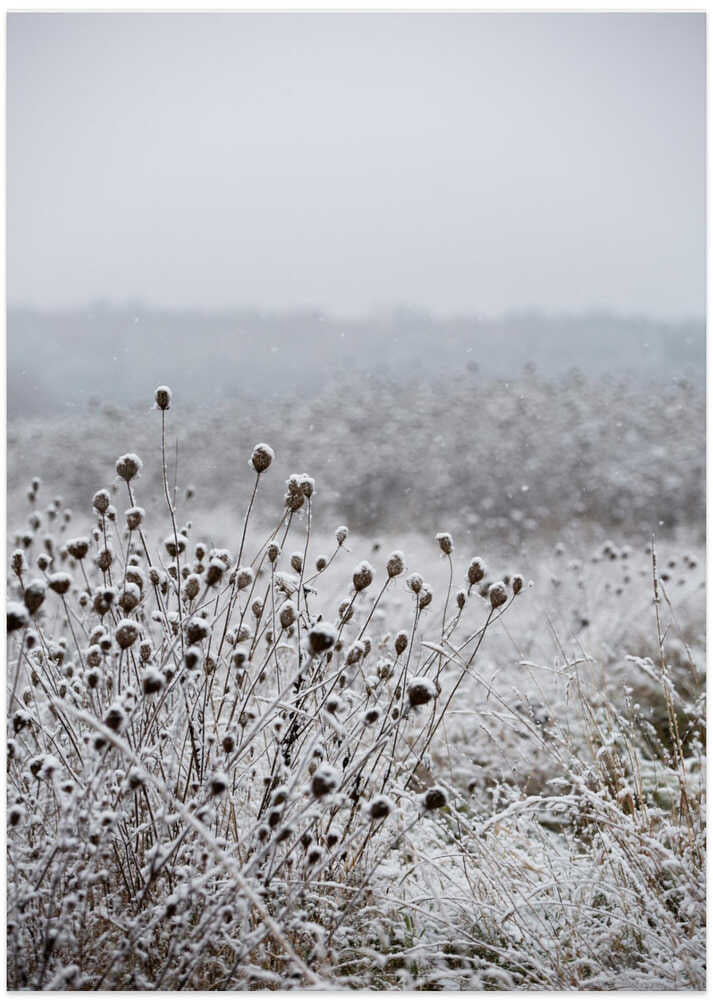 Winter Field 4