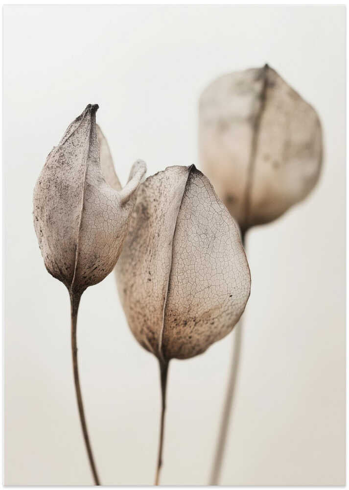 Faded Petal Trio