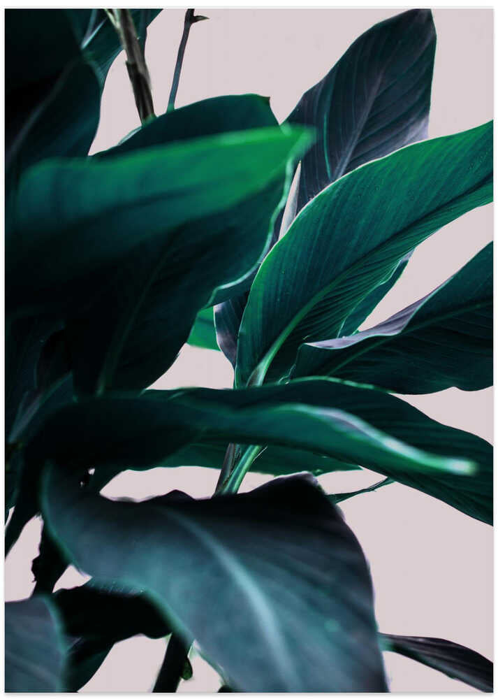 Elegance Of Tropical Leaves