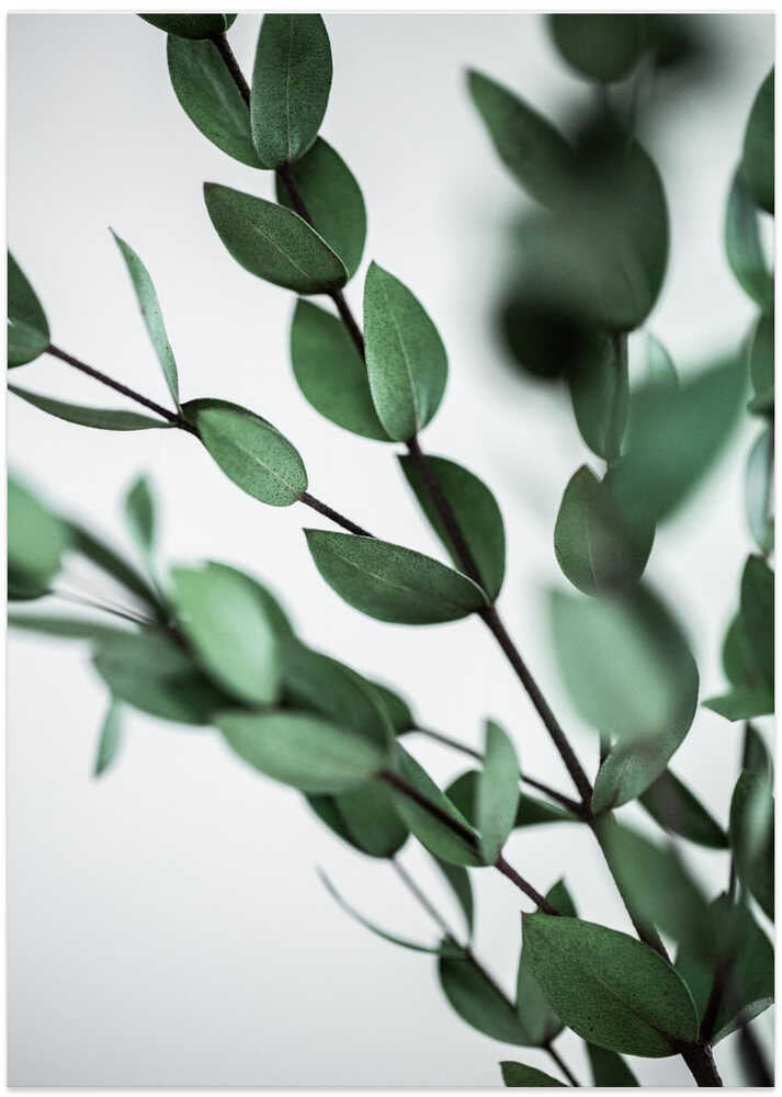 Green Eucalyptus Branches