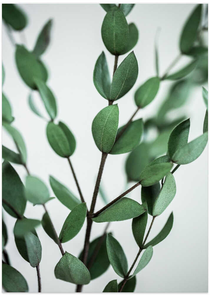Eucalyptus Branches