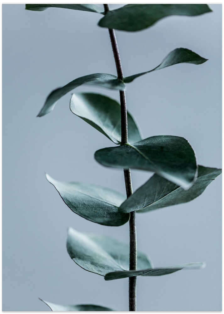 Eucalyptus Leaves