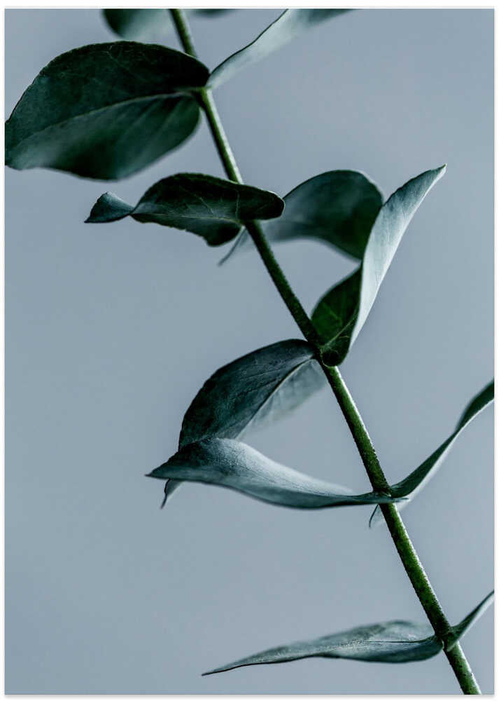Eucalyptus Leaves