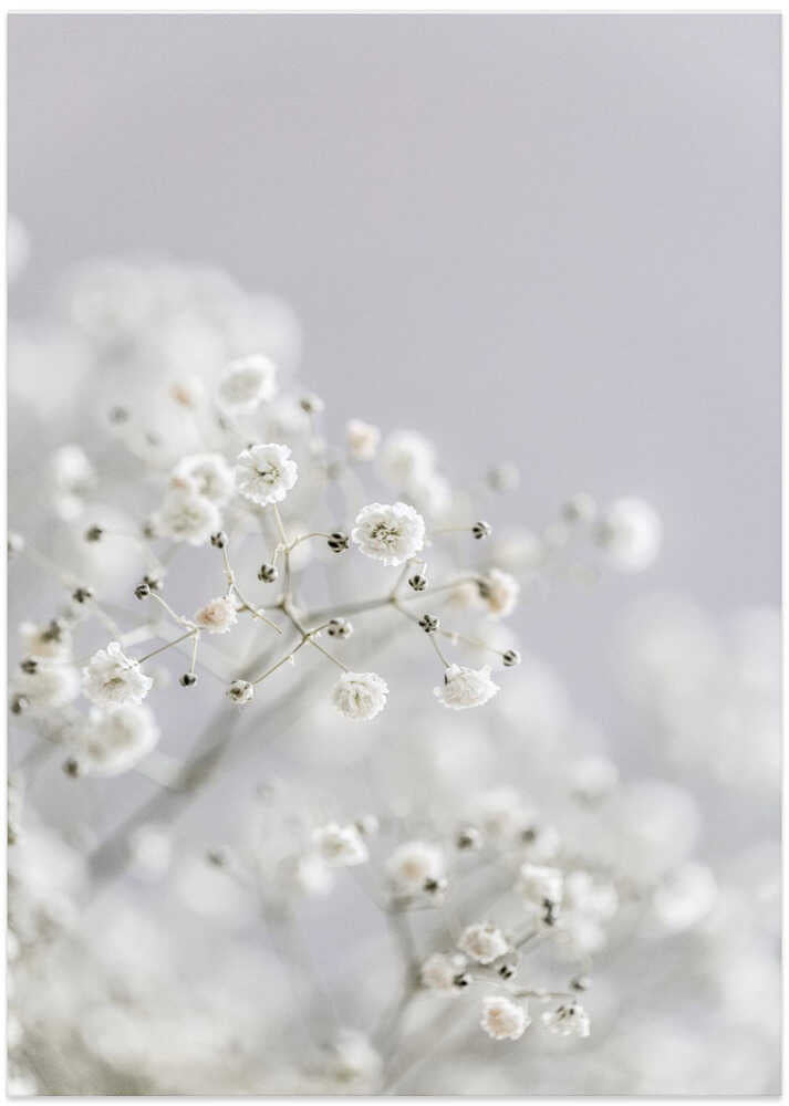 White Breath Flowers