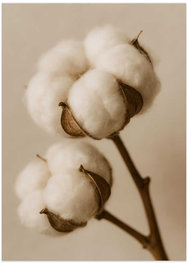 Soft Cotton Dreams