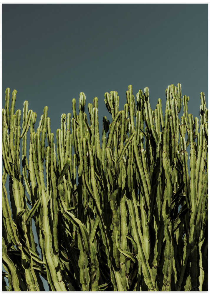 Cacti
