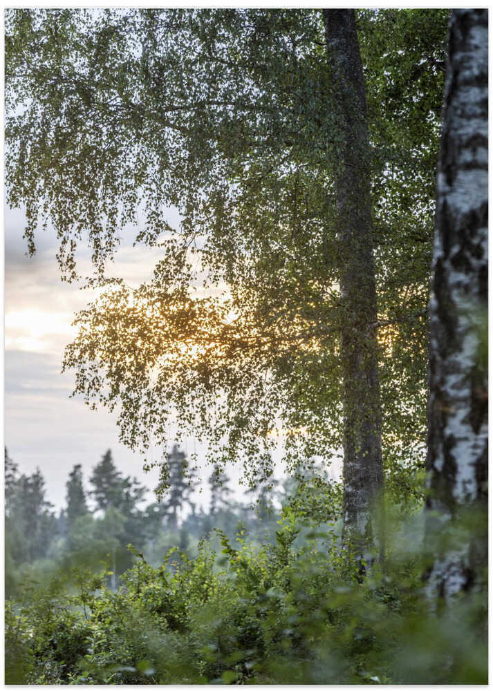 A Swedish Summer 8