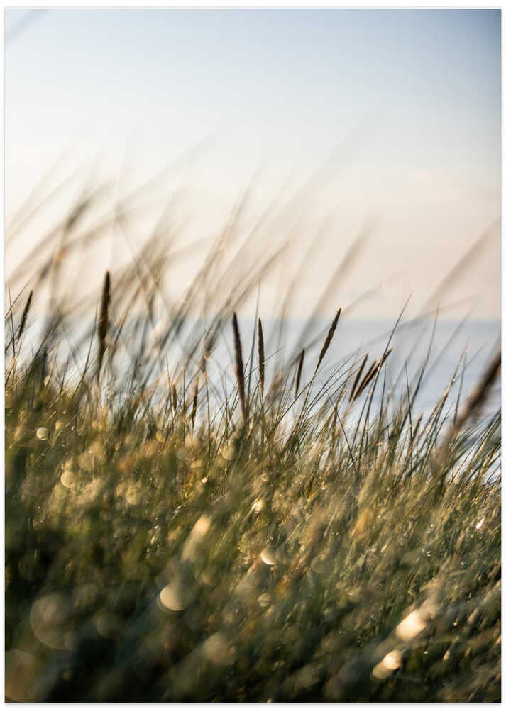 Field of Light