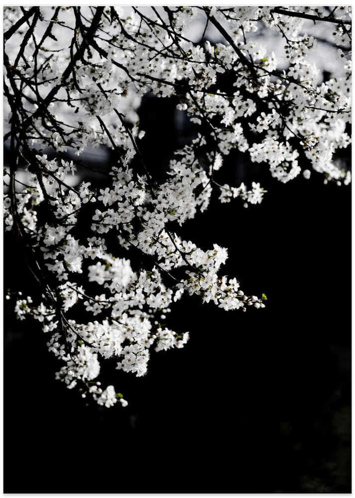 White Spring Blossoms