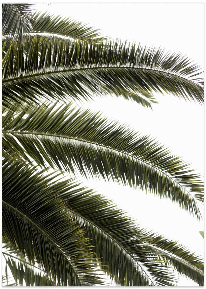 Tropical Green Palms
