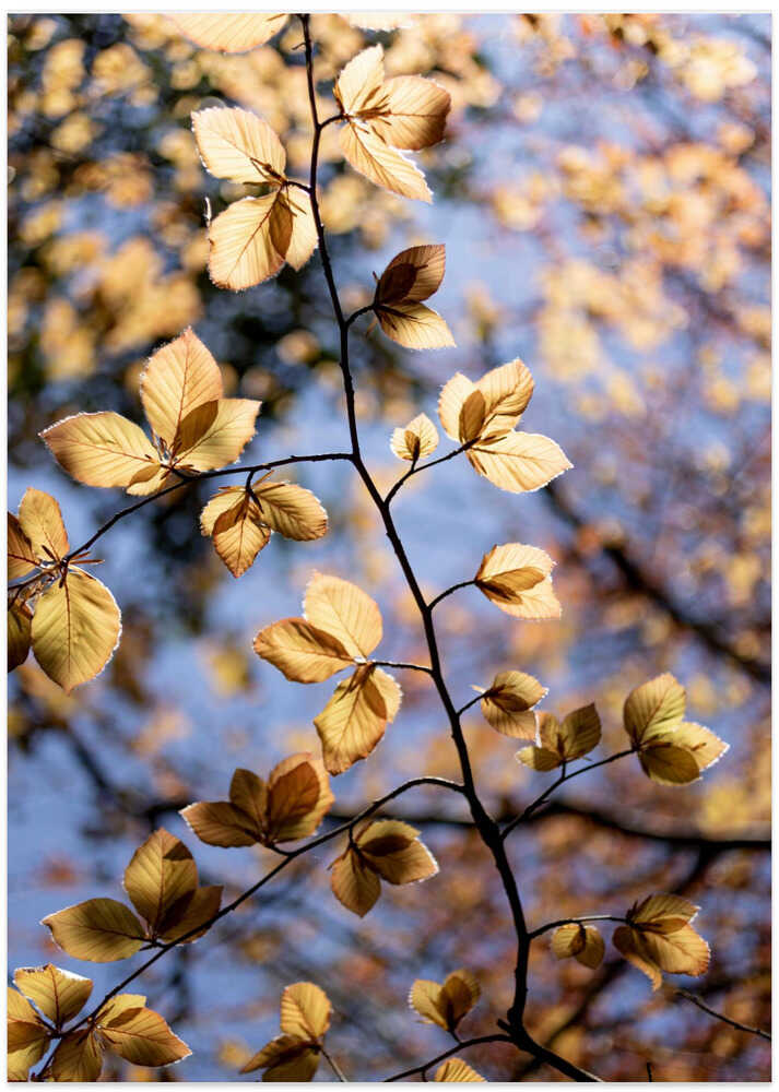 Golden Autumn Leaves