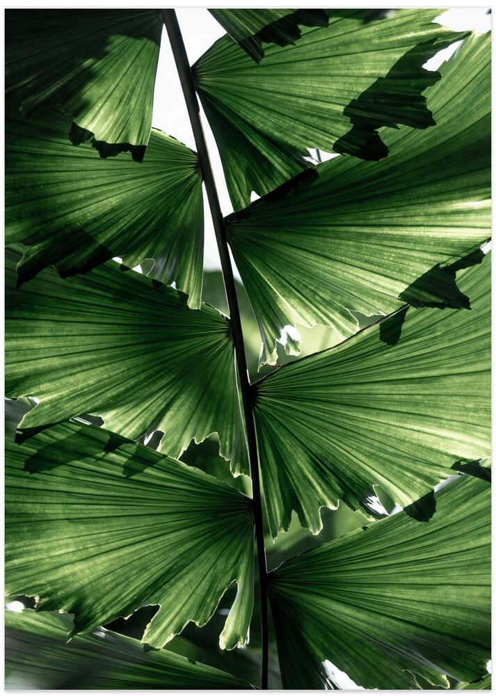 Tropical Green Palm Glow