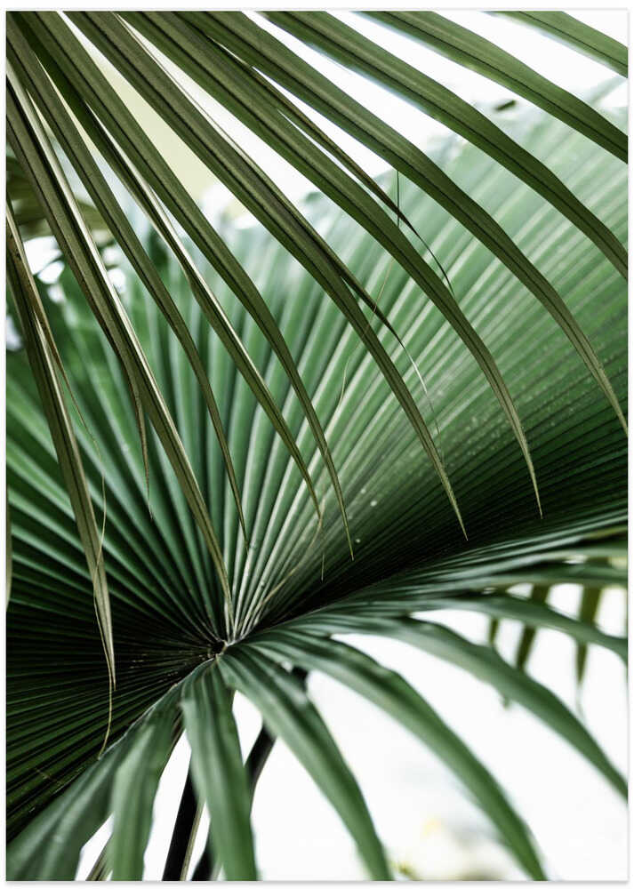 Lush Green Palm Fan