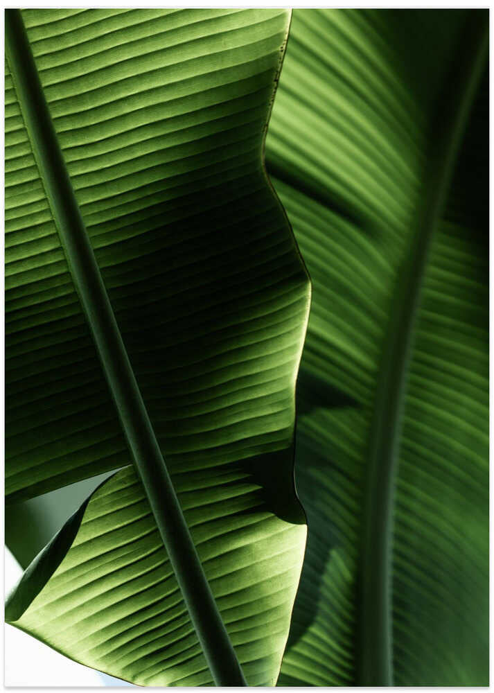 Sunlit Tropical Leaves
