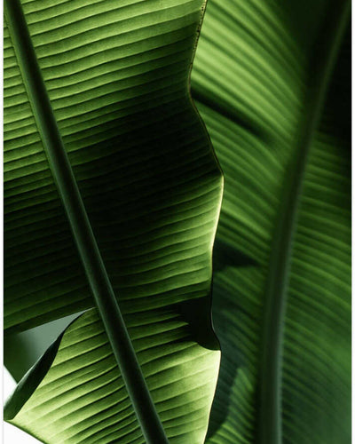 Sunlit Tropical Leaves