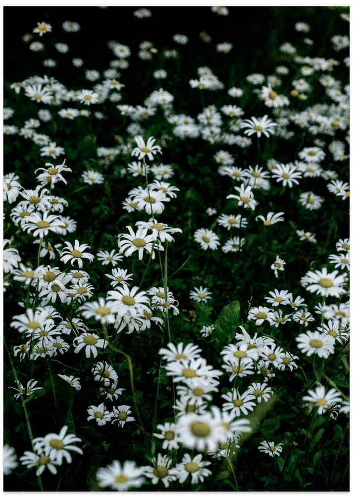 White Daisy Field