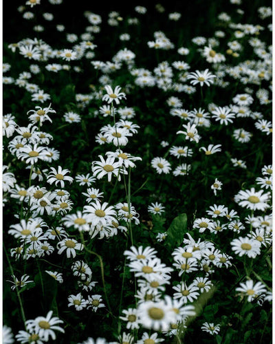 White Daisy Field