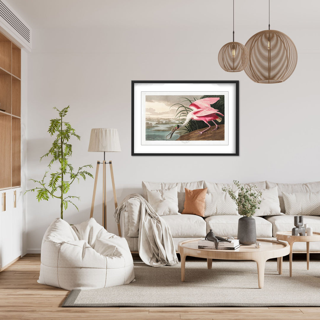 "Roseate Spoonbill From Birds of America (1827)" Framed Matted Print Wall Art