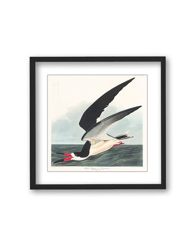 "Black Skimmer From Birds of America (1827)" Framed Matted Print Wall Art