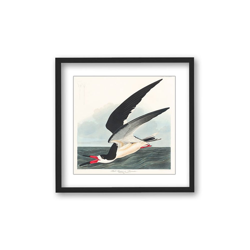 "Black Skimmer From Birds of America (1827)" Framed Matted Print Wall Art