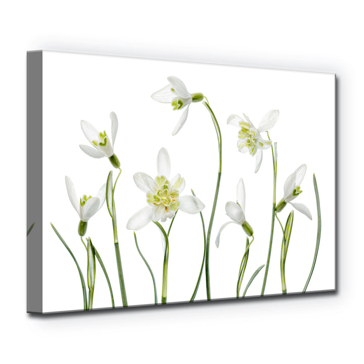 Spring Snowdrops' Wrapped Canvas Wall Art